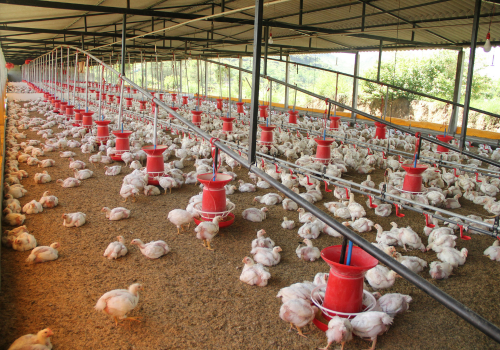 Poultry Farm