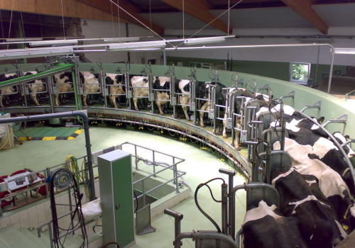 Dairy Farm