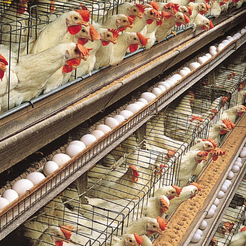 Poultry Farm