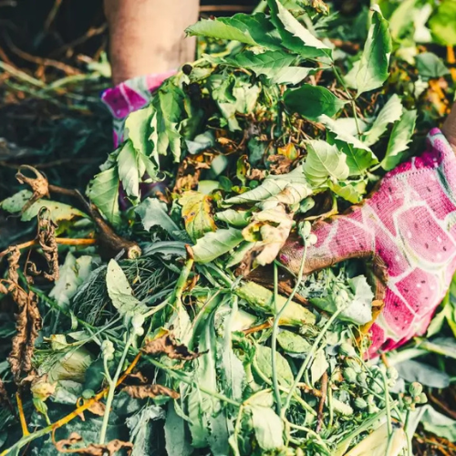 Agriculture Waste