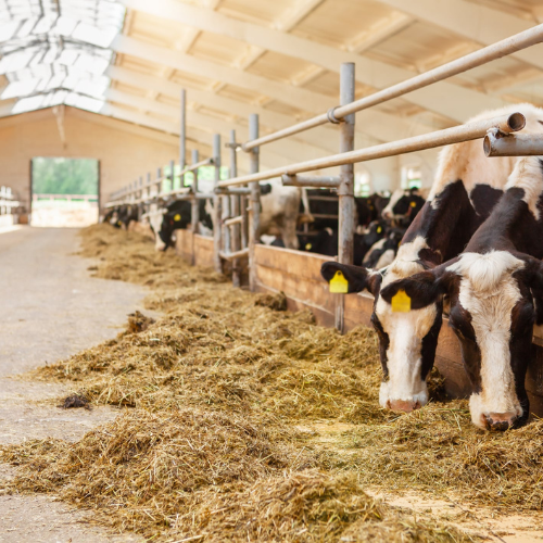 Dairy Farm